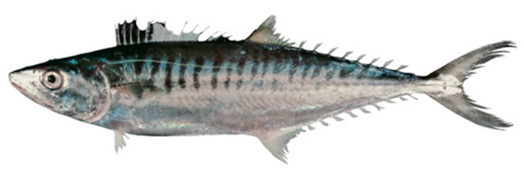 Eastons Anglers Den Hervey Bay Tackle and Bait Broadbarred King Mackerel