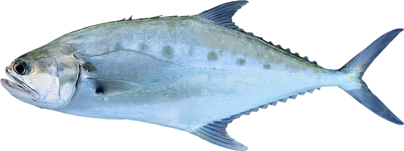 Eastons-Anglers-Den-Hervey-Bay-Tackle-and-Bait-Urangan-Pier-Fishing-Queenfish