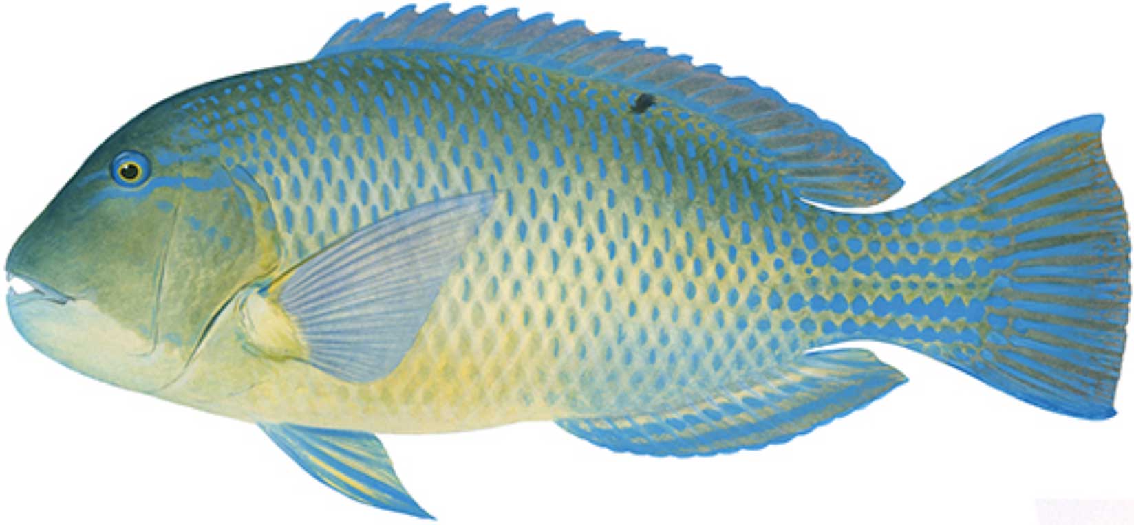 Eastons-Anglers-Den-Hervey-Bay-Tackle-and-Bait-Urangan-Pier-Fishing-Tuskfish